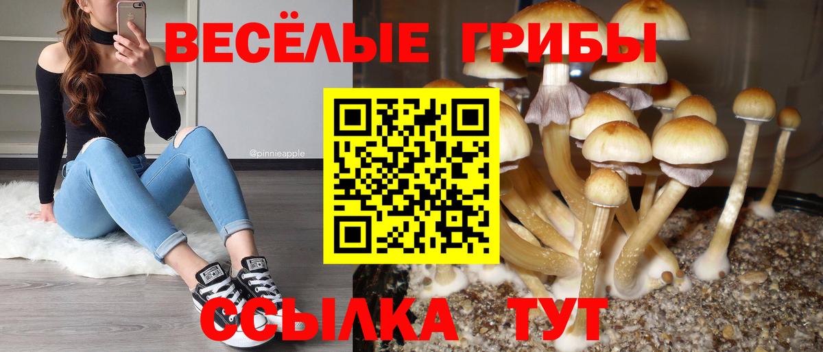 купить  цена  Вход с VPN  Горно-Алтайск  Псилоцибиновые грибы ЛСД  Псилоцибиновые грибы Psilocybine cubensis 